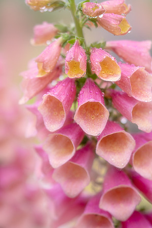 Dreamy Foxglove