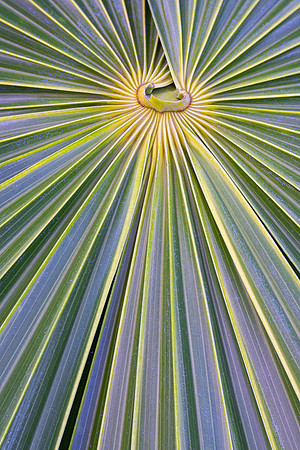 Palm Leaf Patterns