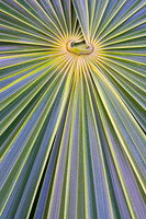 Palm Leaf Patterns