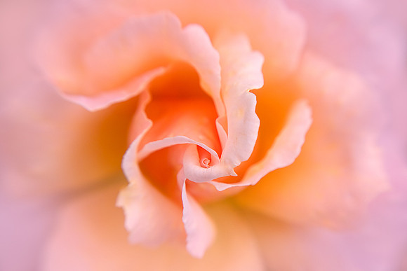Swirl