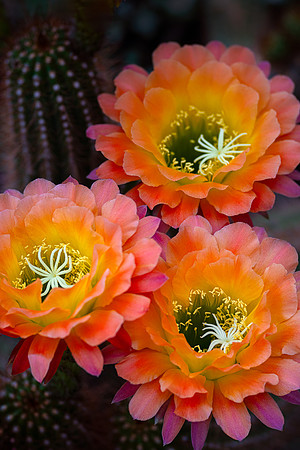Echinopsis 'Apricot Glow'