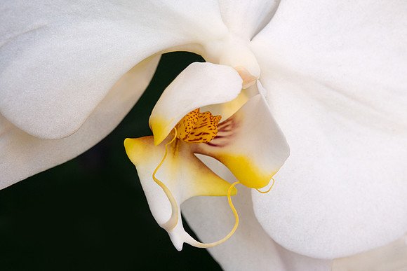 White Phalaenopsis