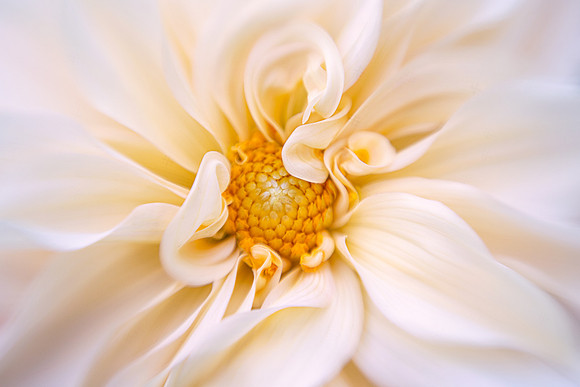 Dahlia 'Café au Lait'