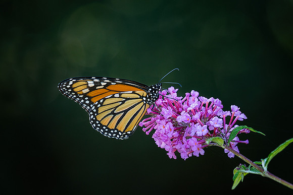 Monarch in the Heritage Garden