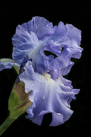 Iris Kissed by Dew