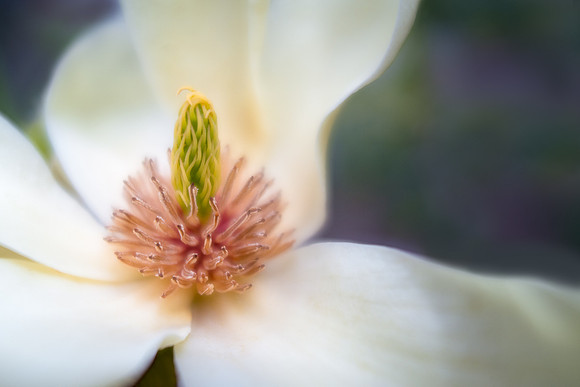 Magnolia Bloom