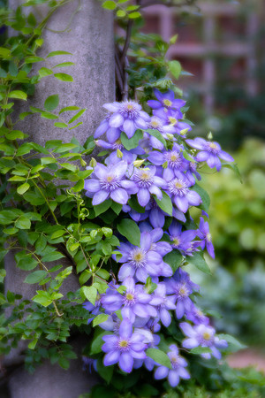 Clematis in the English Walled Garden