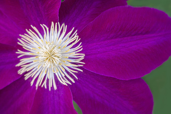 Clematis Fireworks