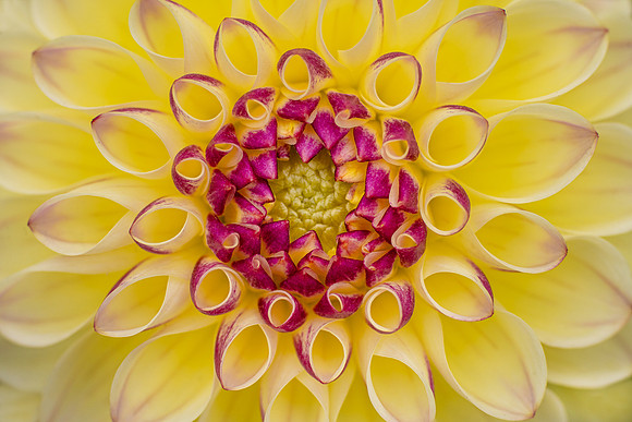Dahlia 'Cherish'