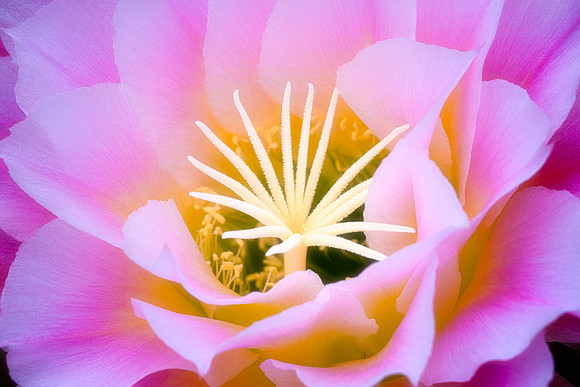 Echinopsis