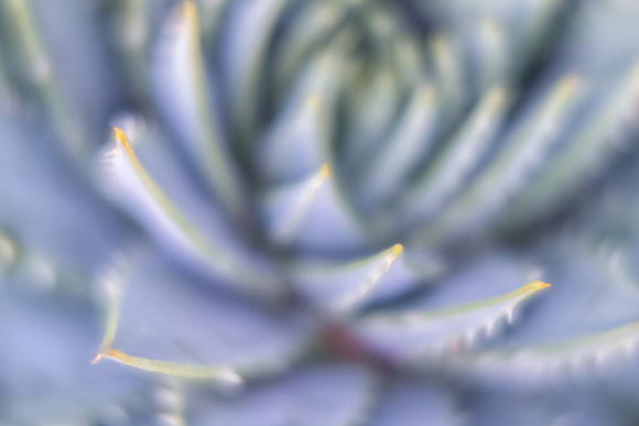 Spiral Aloe