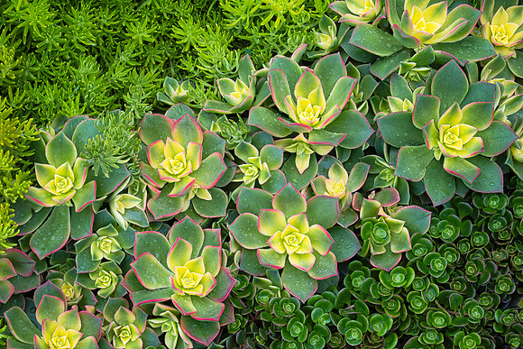 Succulent Garden