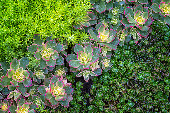 Succulent Garden