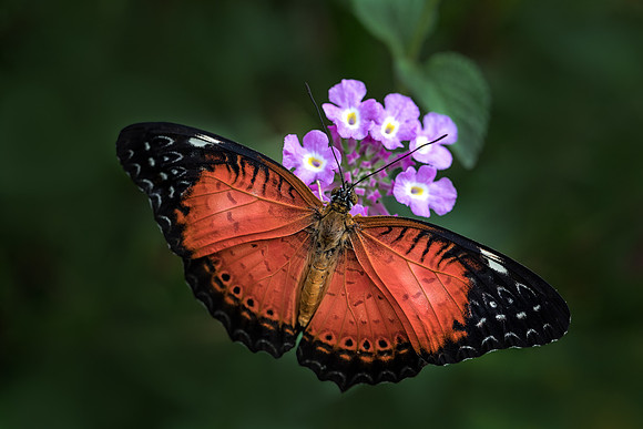 Red Lacewing