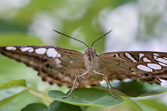 Blue Clipper