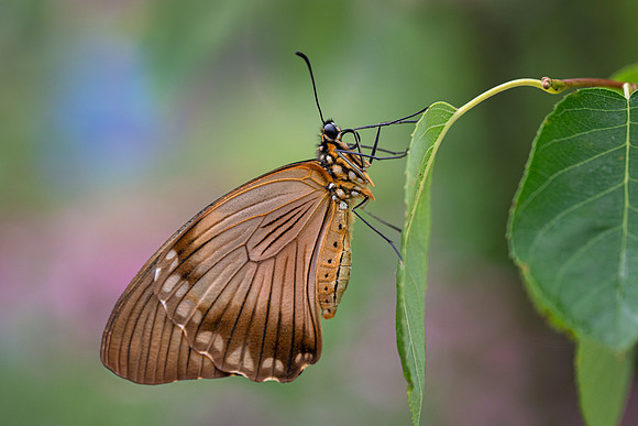 Mocker Swallowtail - female