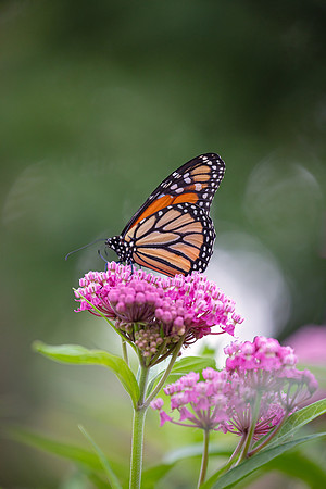 Monarch in the Garden