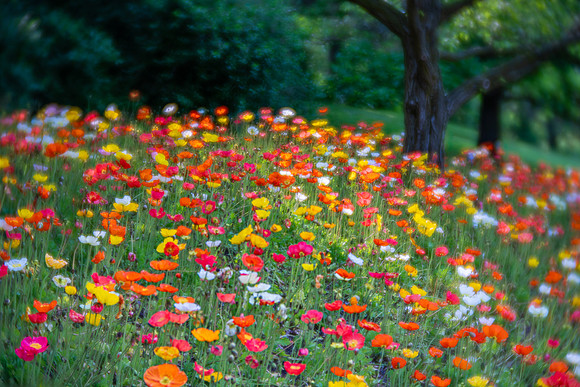 Field of Poppies