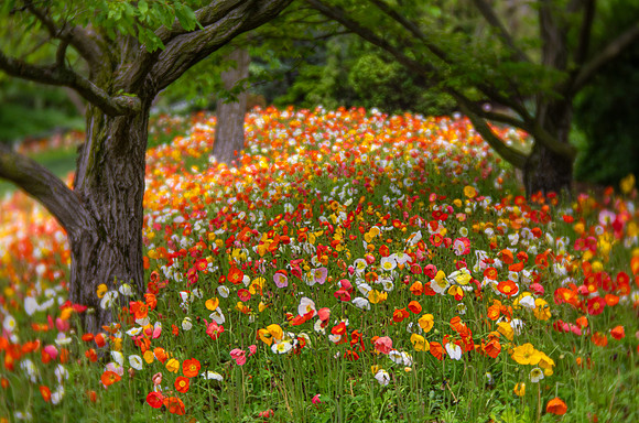Poppies in the English Oak Meadow