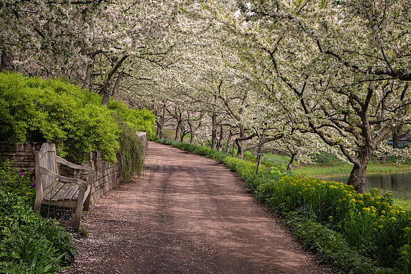 Crabapple Path in Spring