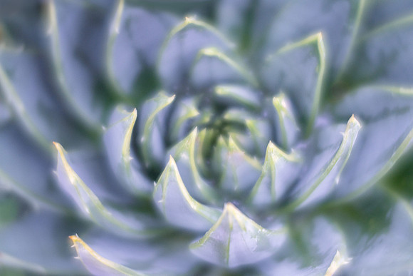 Spiral Aloe
