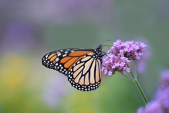 Monarch