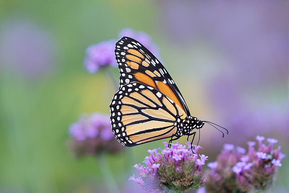Monarch