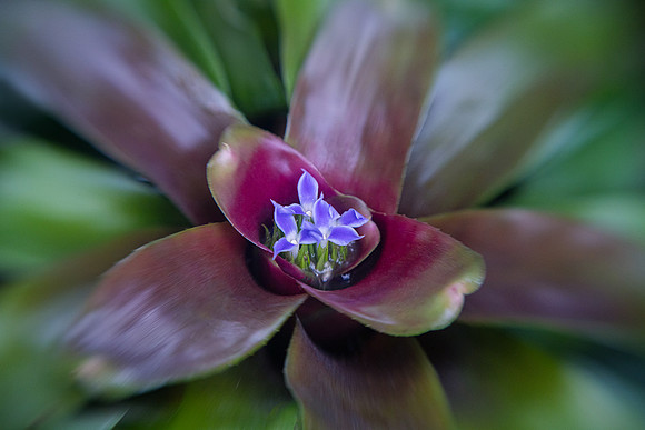 Bromeliad in Bloom