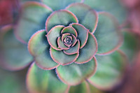 Succulent Symmetry