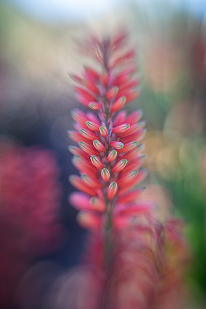 Flowering Aloe