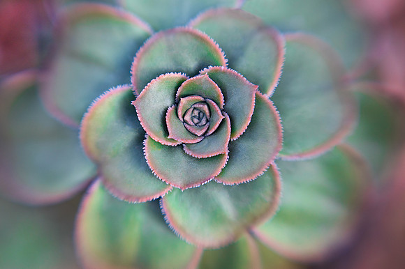 Succulent Symmetry