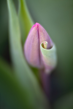 Tulip Curl