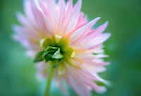 Flower Dancer