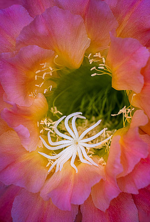 Echinopsis 'Volcanic Sunset'