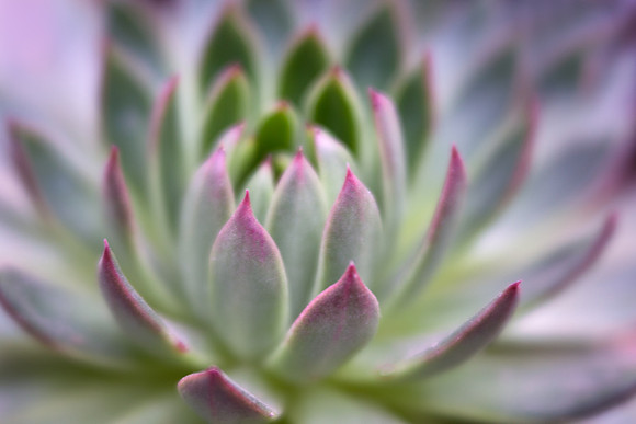 Desert Succulent