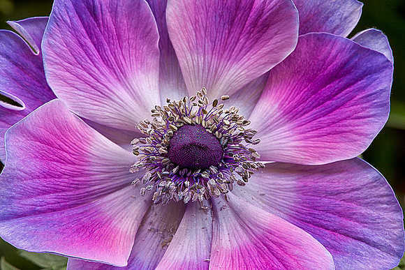 Anemone