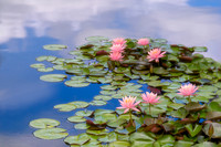 Ode to Monet