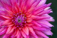 Dahlia 'Flip Flop'
