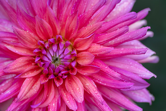 Dahlia 'Flip Flop'