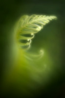Fern in the Mist