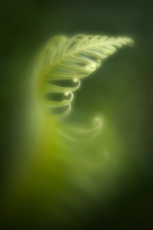 Fern in the Mist