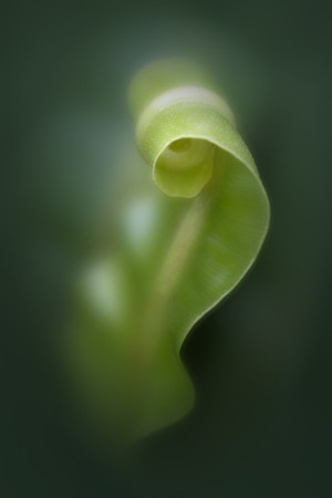 Unfurling Fern