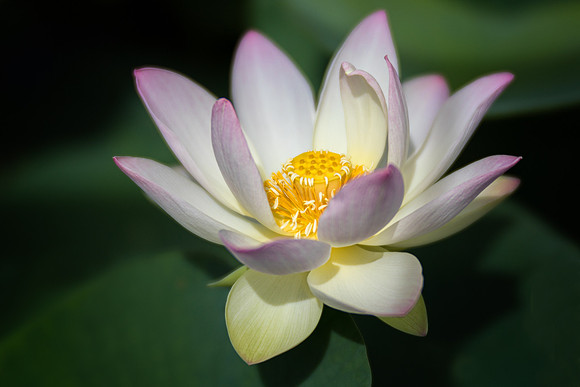Dreamy Lotus