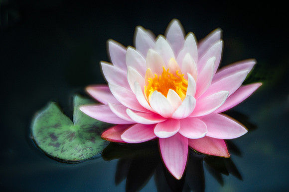 Waterlily