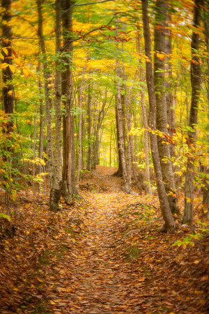 Woodland Path in Acadia