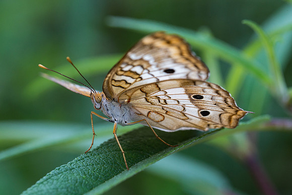 White Peacock