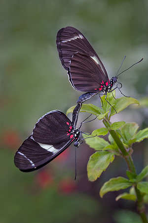 Sara Longwing/Small Blue Grecian