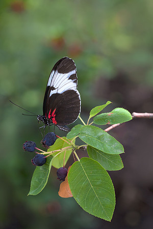 Sapho Longwing