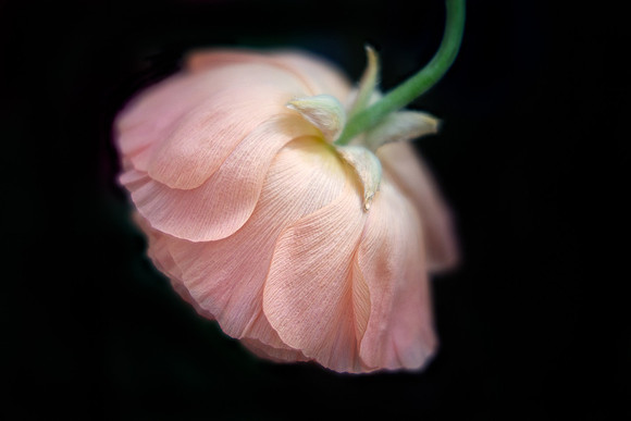 Dancing into Spring