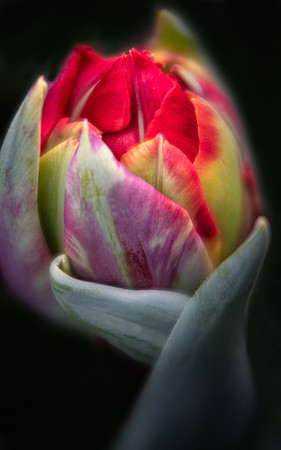 Tulip Hug